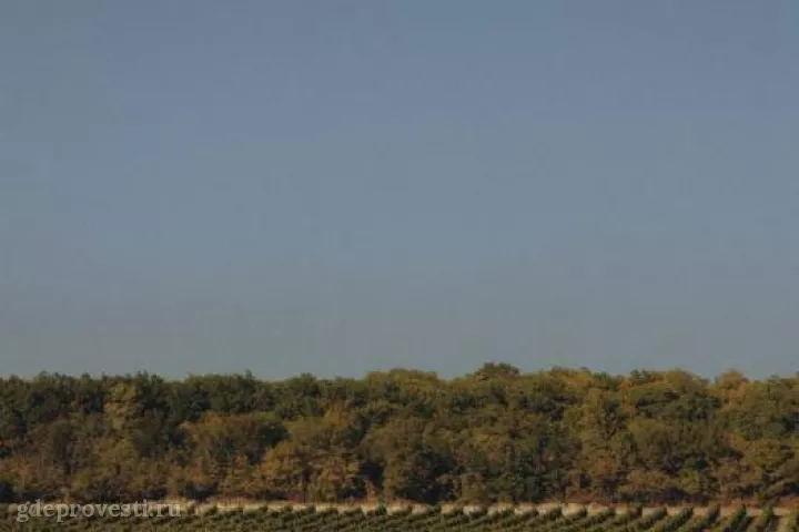 Винодельня «Бюрнье» — локация «Мерло» — летняя площадка в Новороссийске, фото 2